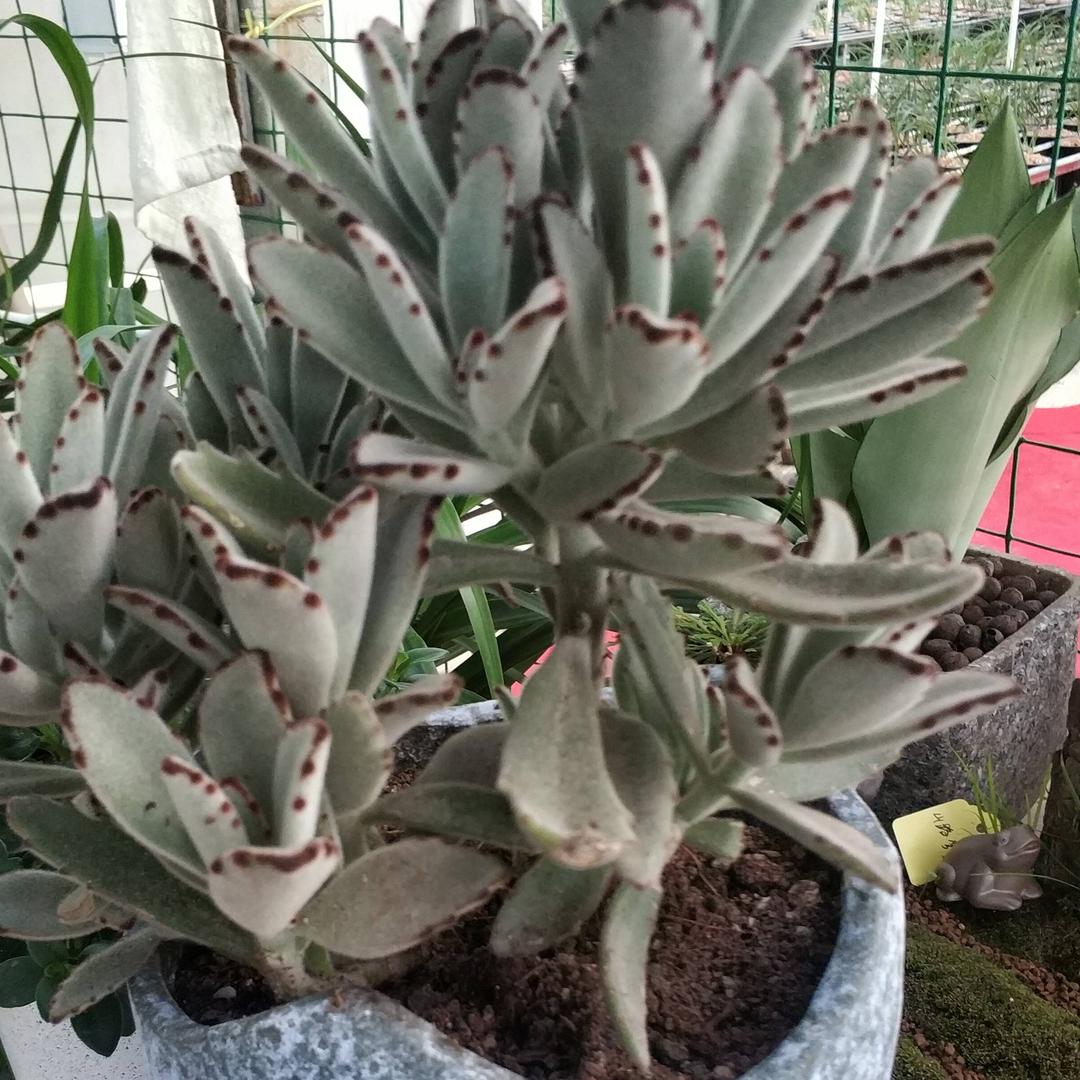 盆友多肉园艺(小张)