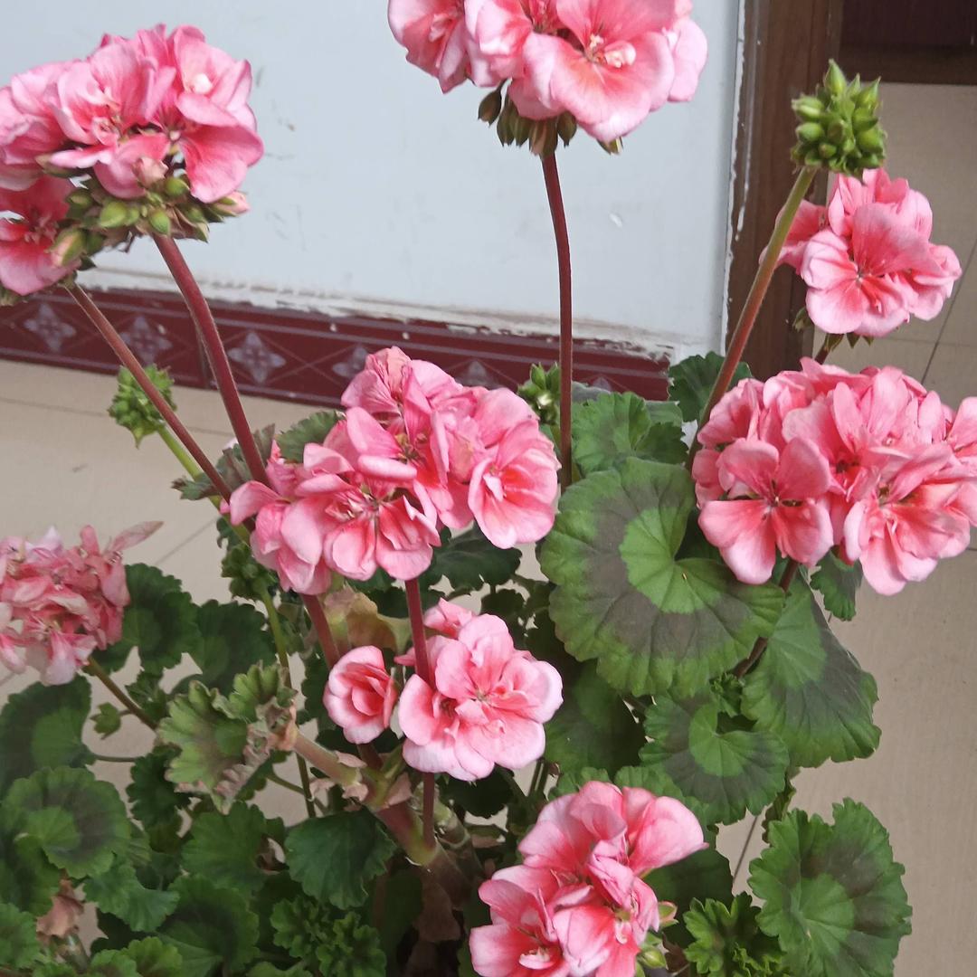 雨后的彩虹♛♛，