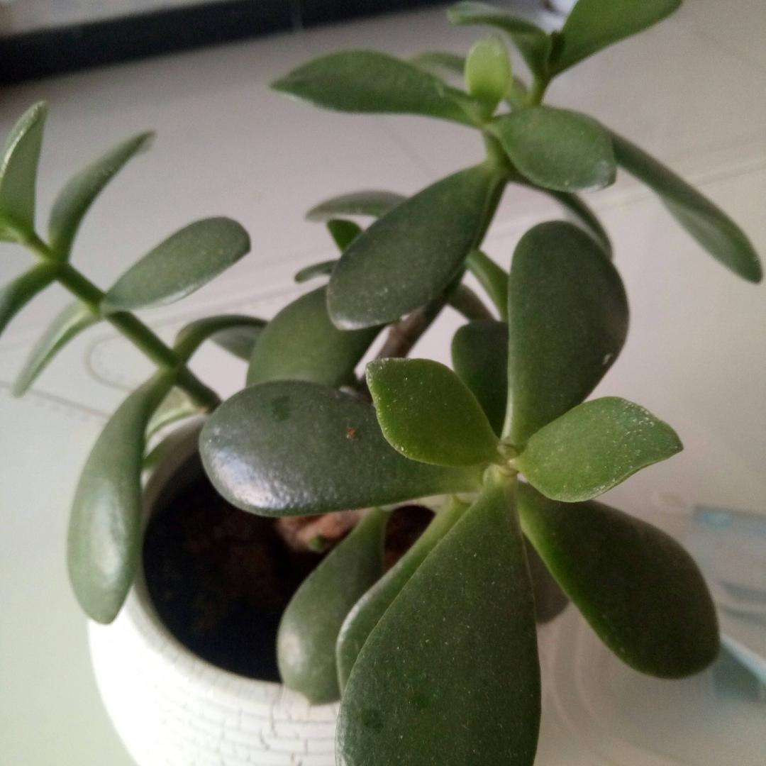 随风舞动。