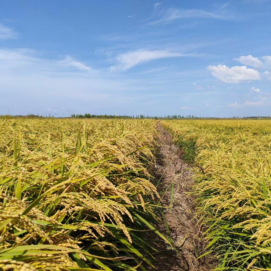 佳木斯莲江口粳稻🌾