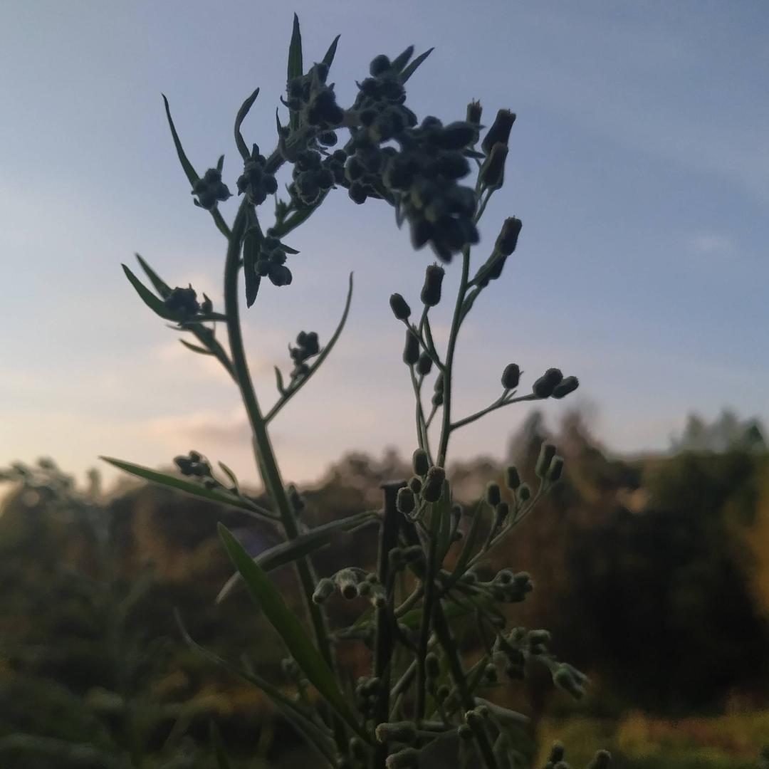武林吧
