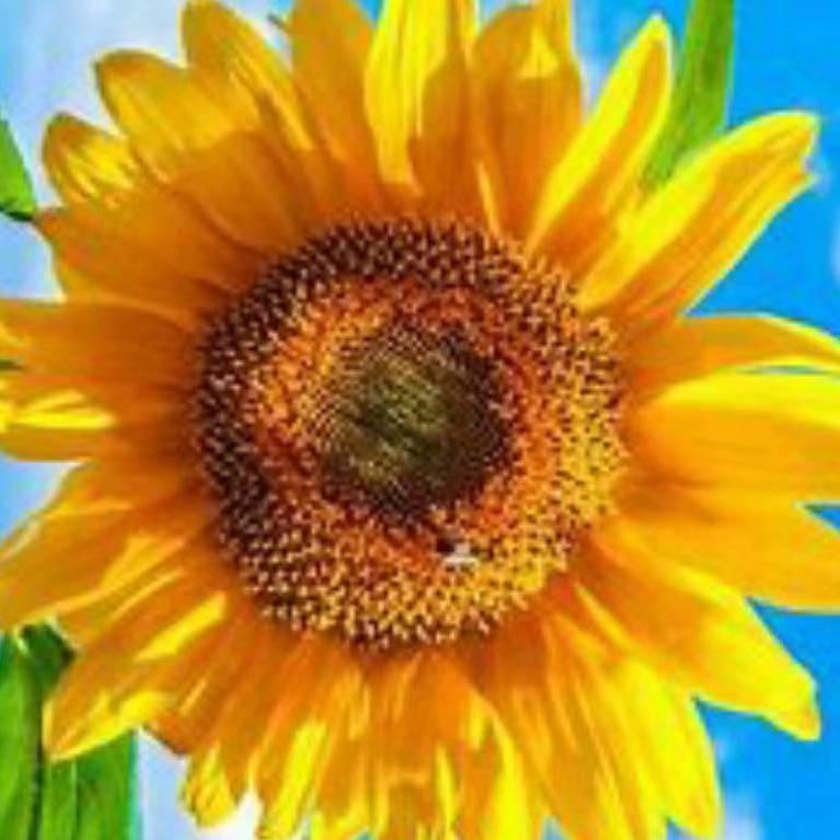 葵花