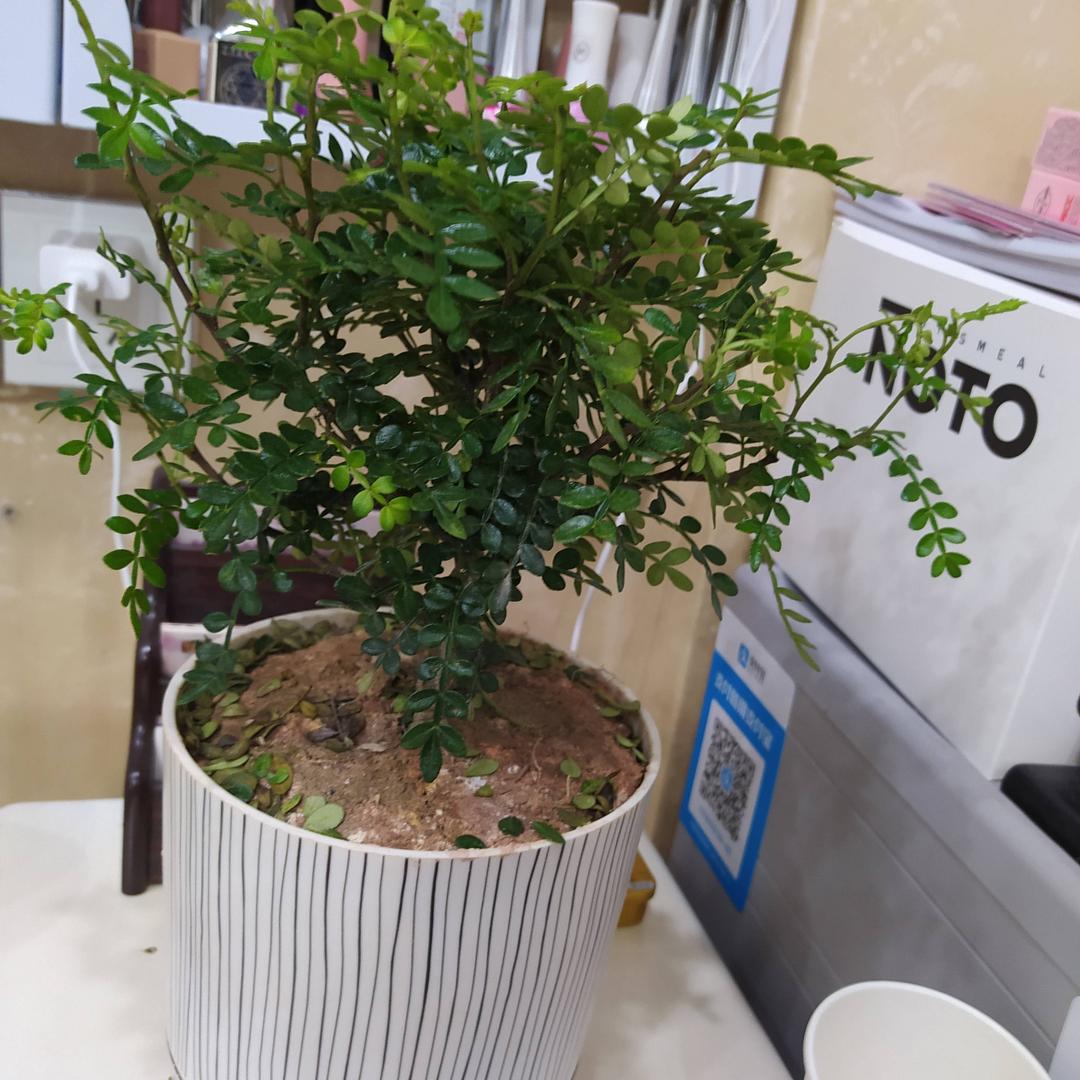 小倪