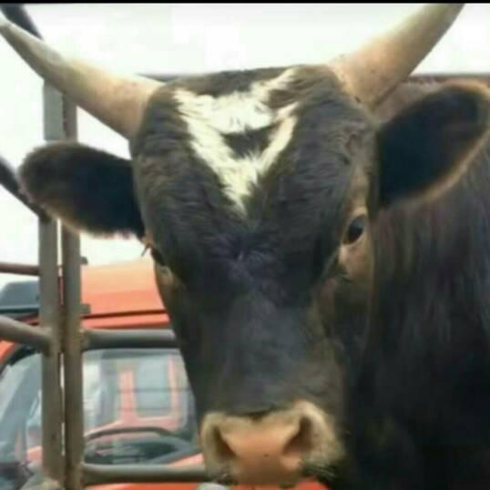 我是养牛的帅哥小老板