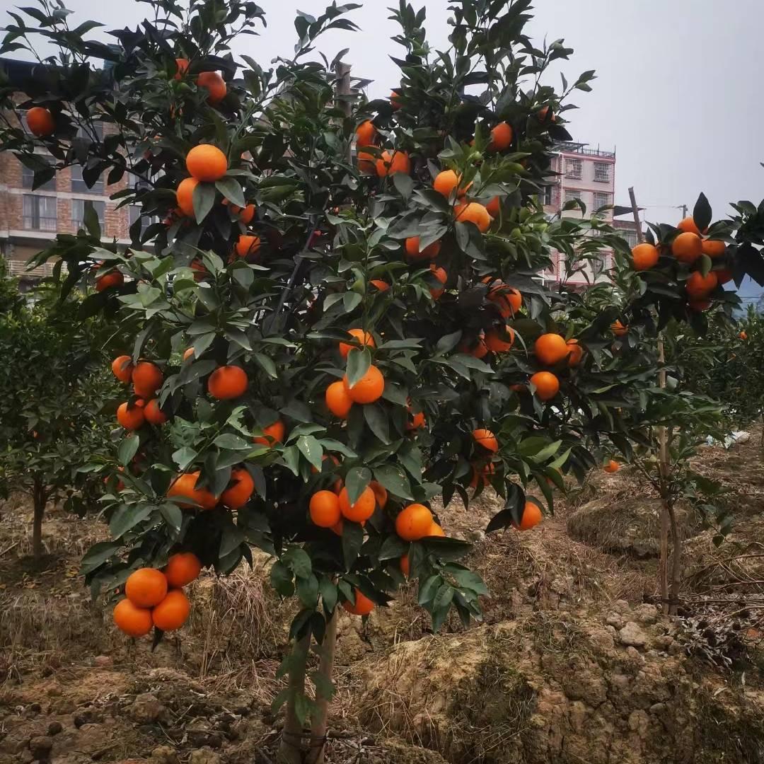武利镇黄丽玲特色果苗优品