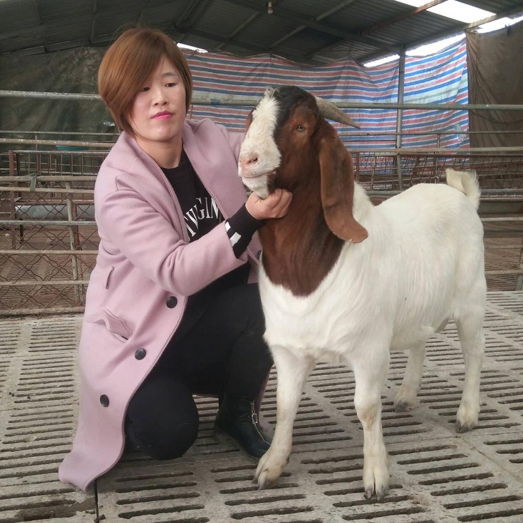 养羊鑫妹