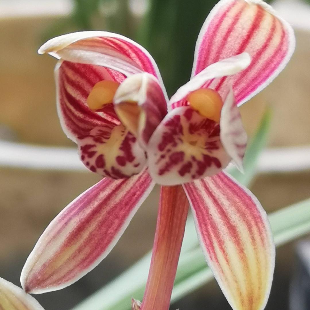 梦缘兰香 细品岁月