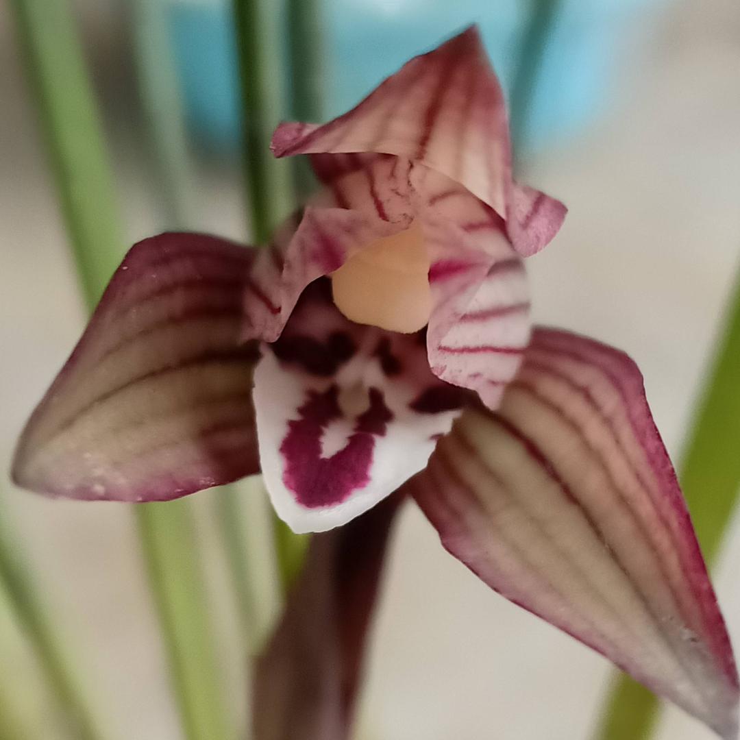艺香缘燕姐