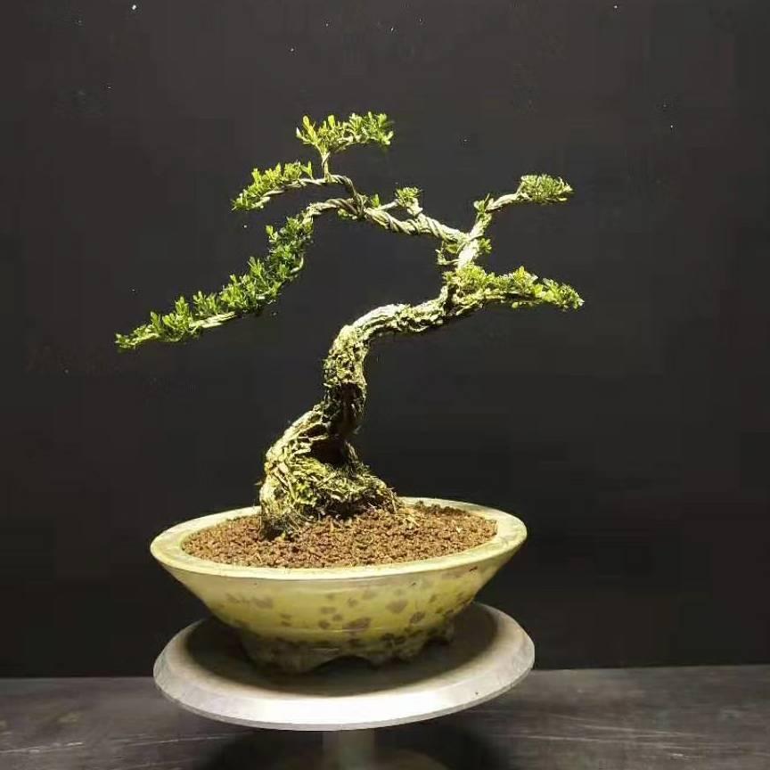 盆景小刘
