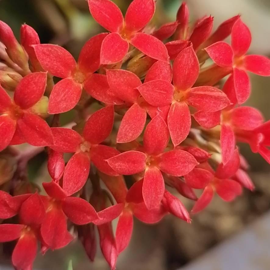 梅花香自苦寒来