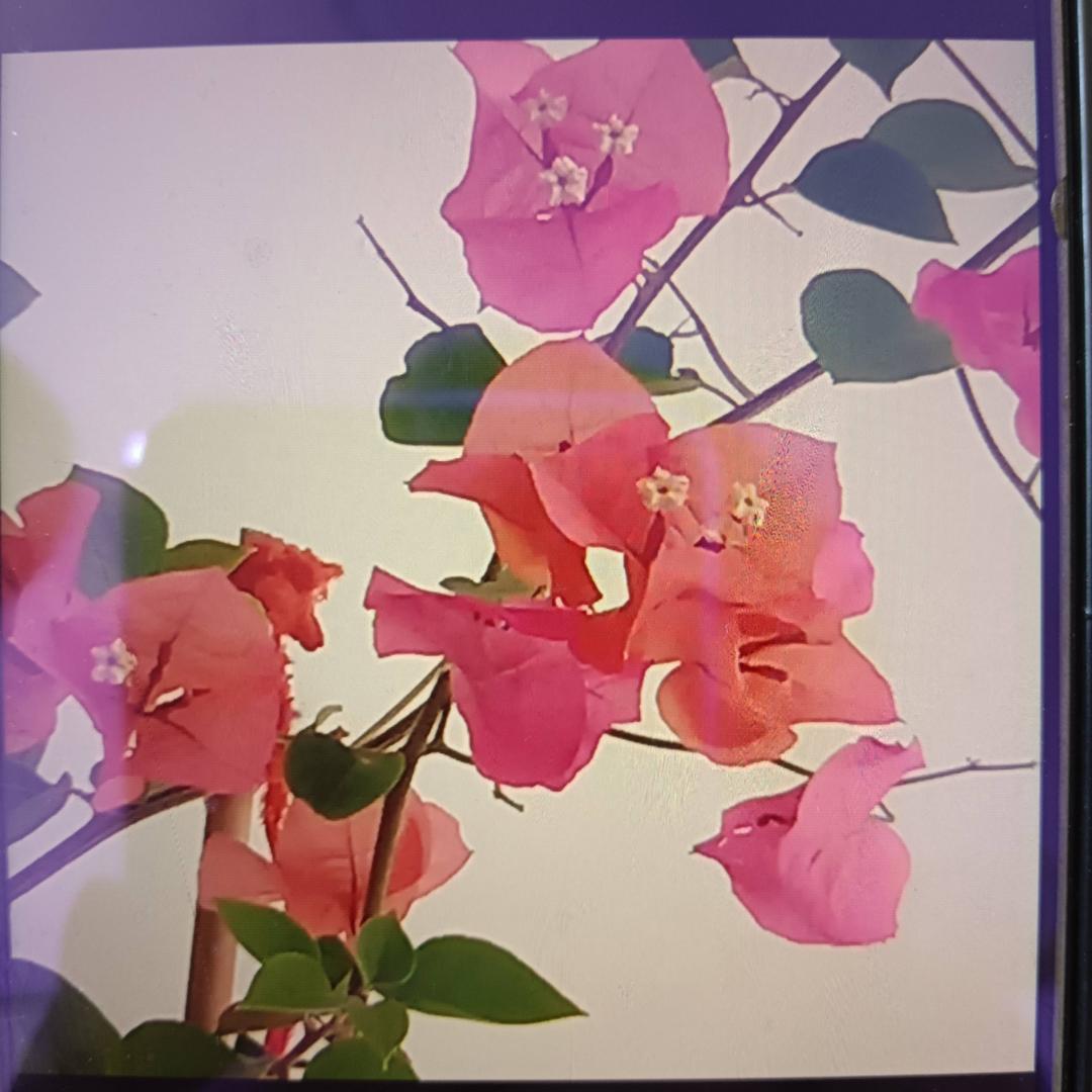 三角梅§