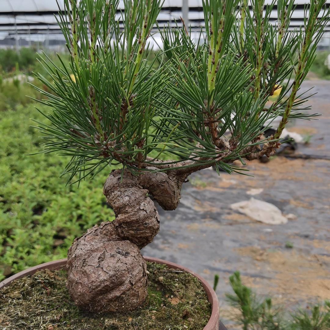 广福花卉盆景