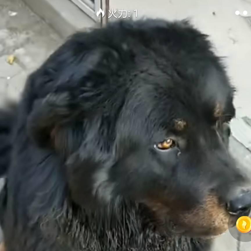 知难而退丶祝福