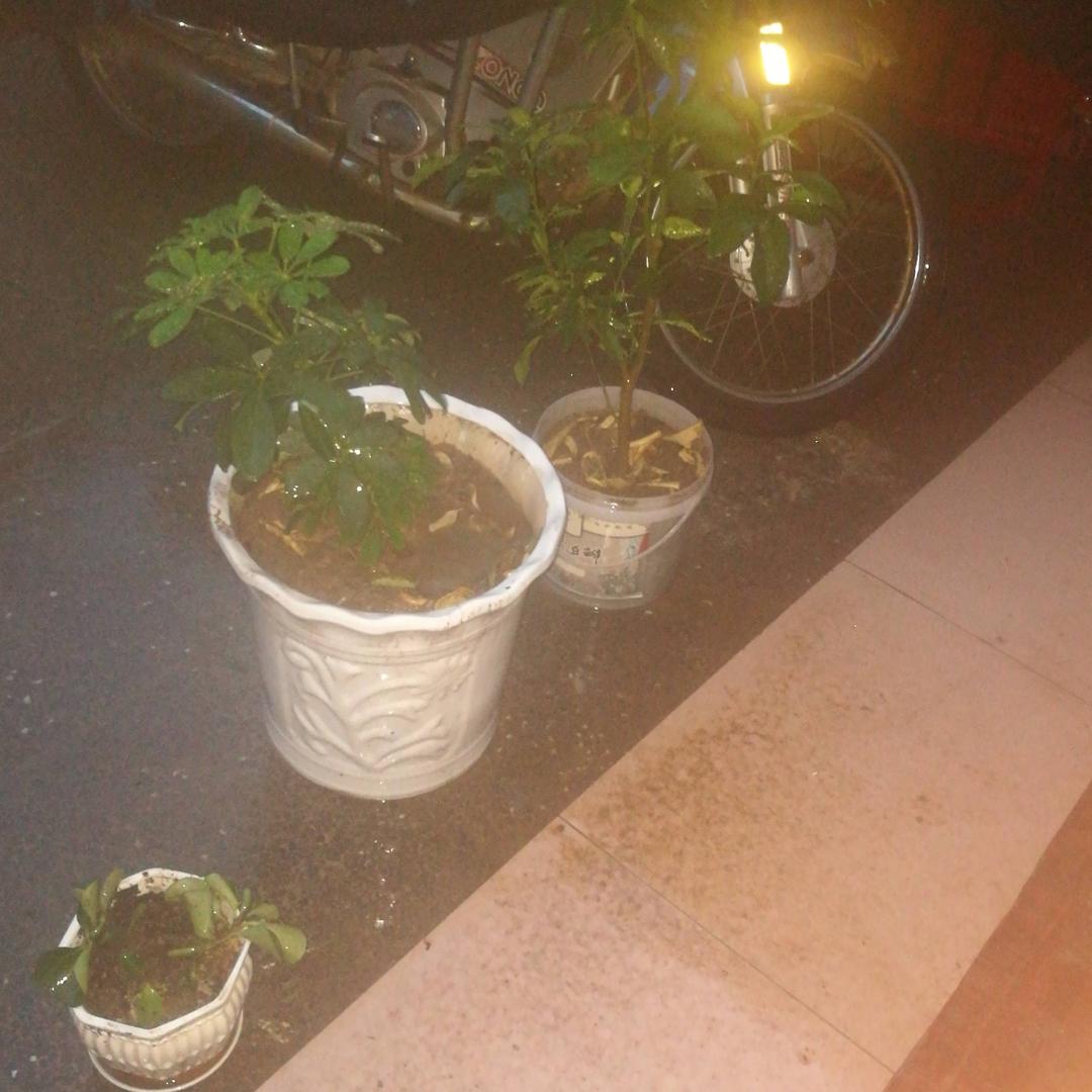 蜗牛也放屁93