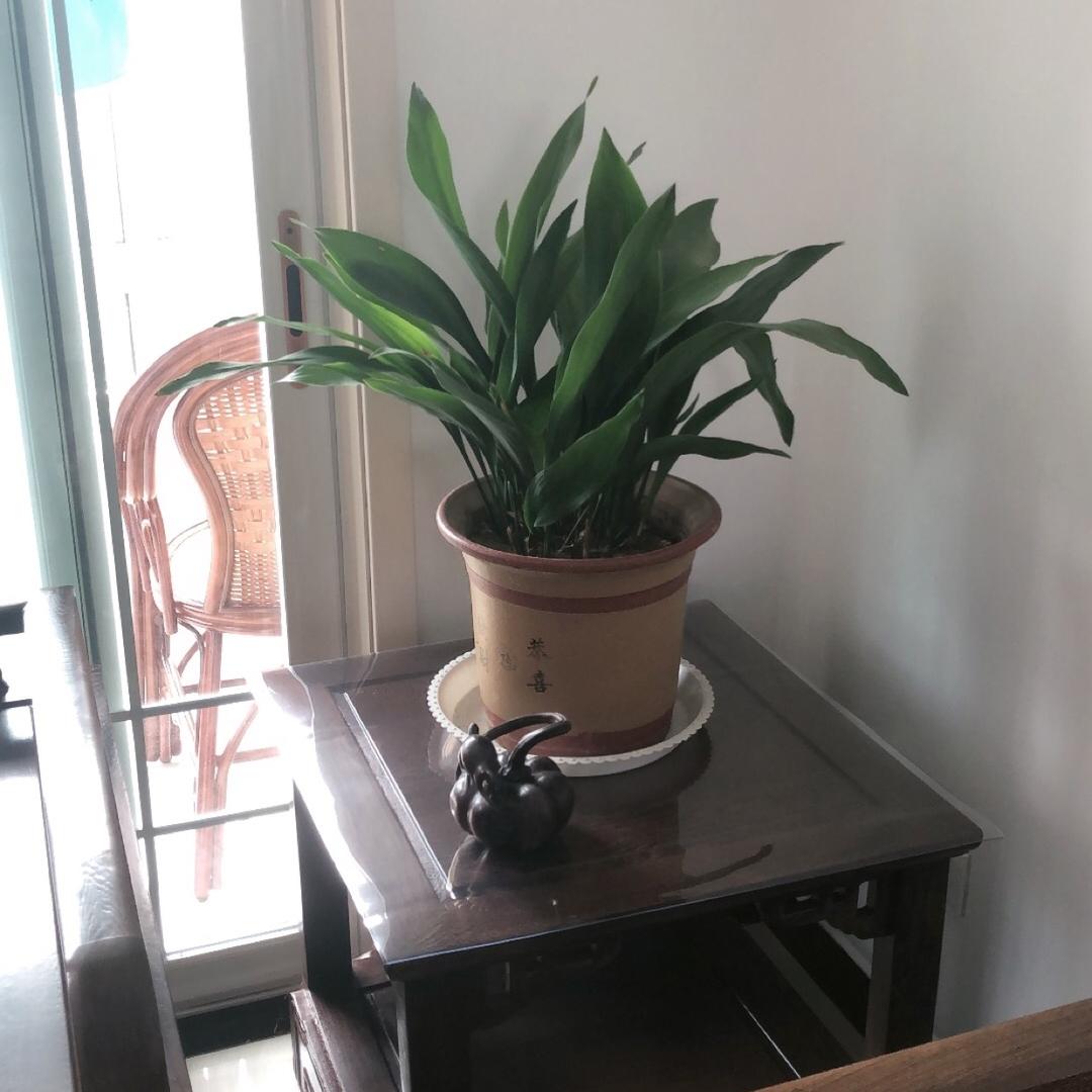 黑金刚