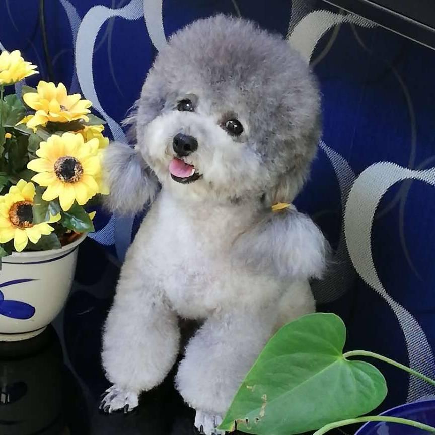 松原灰泰迪比熊繁育