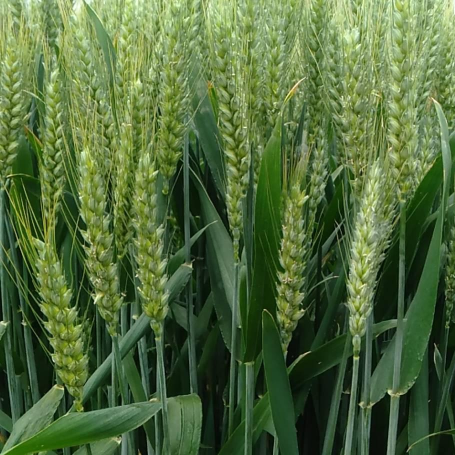 永城市雨润农业科技