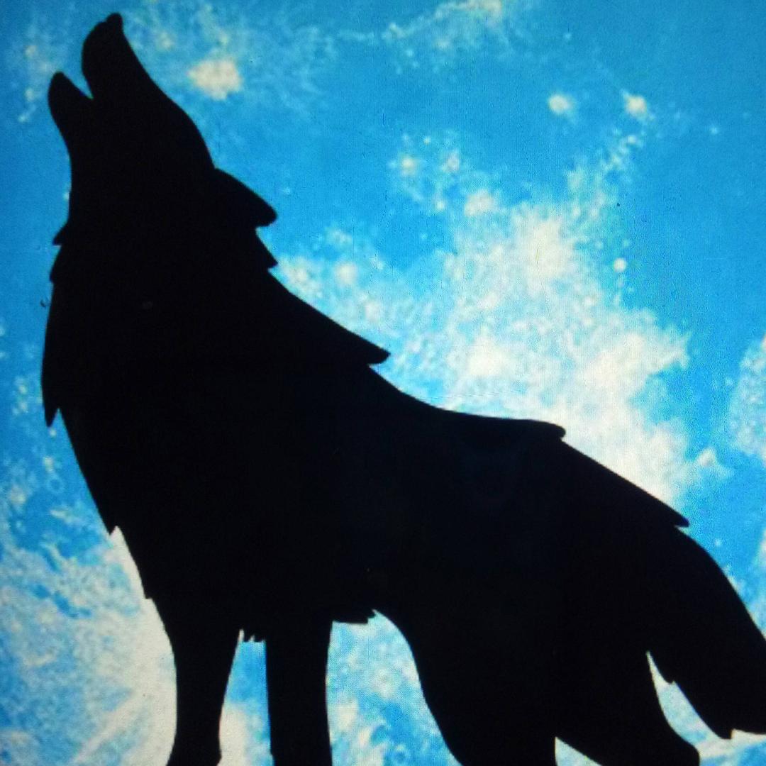 🐺魔都狼哥🐺