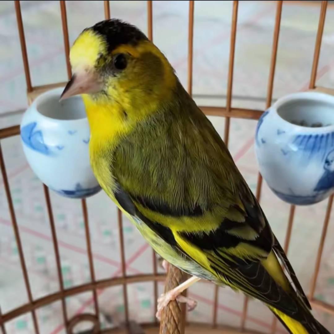 心向阳光