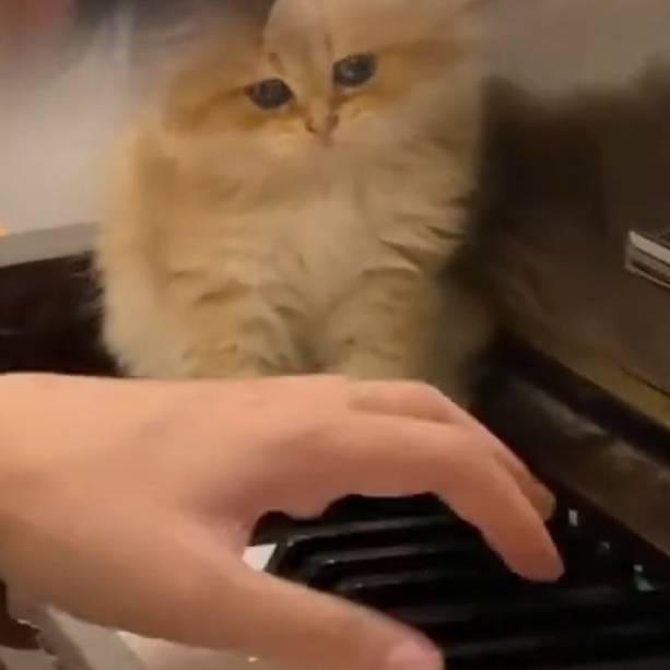 猫猫音乐