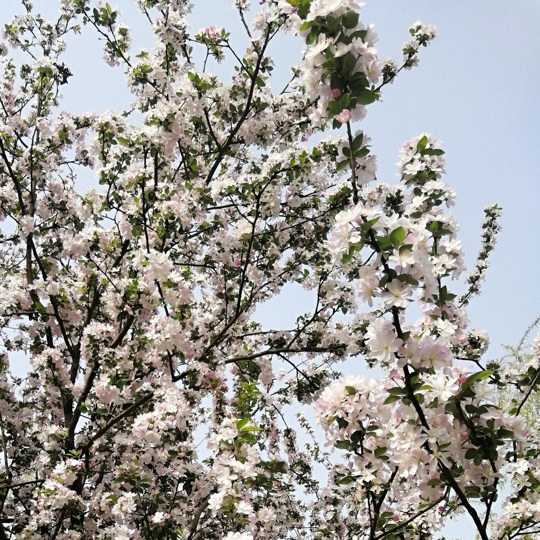 桃花样白