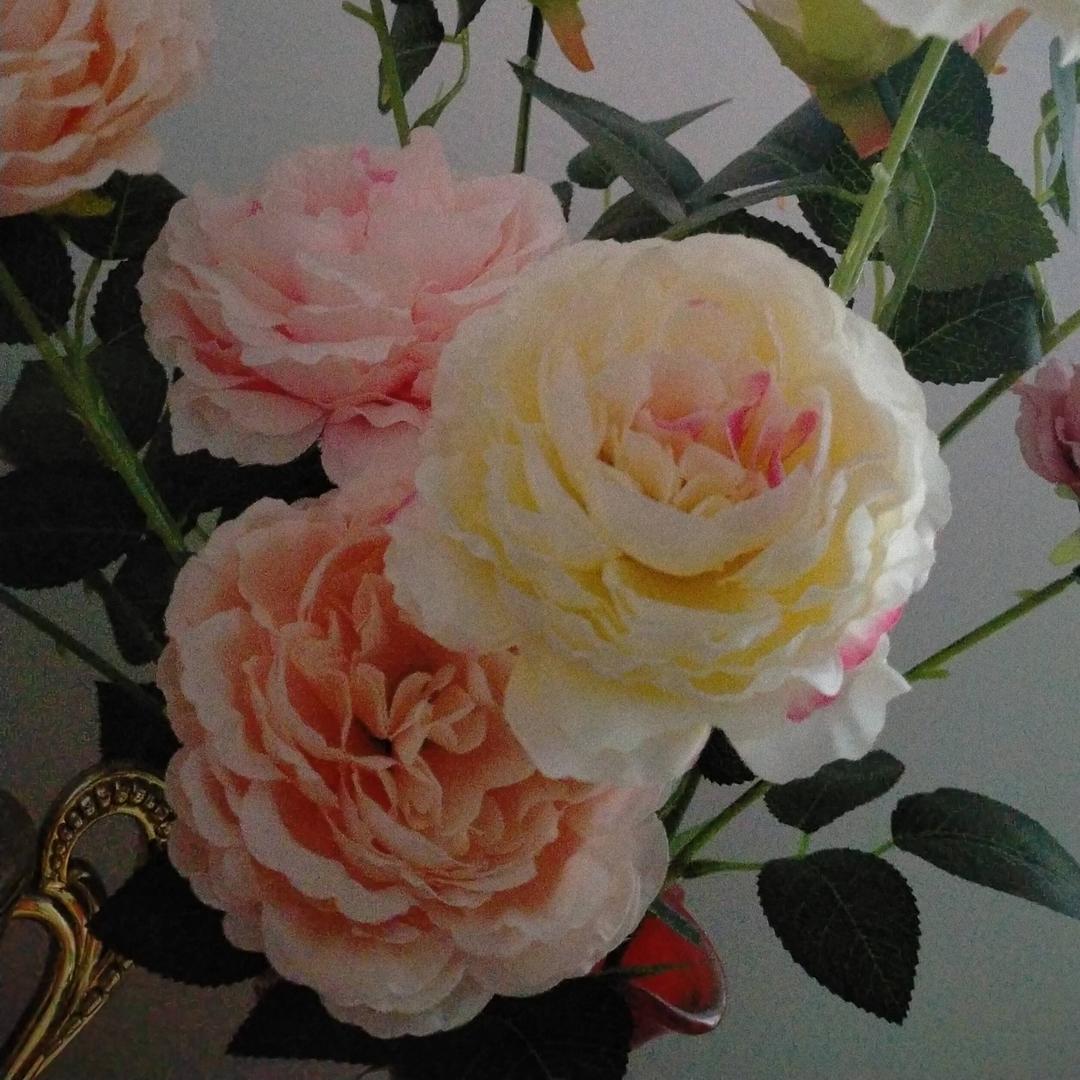 牡丹花Tj