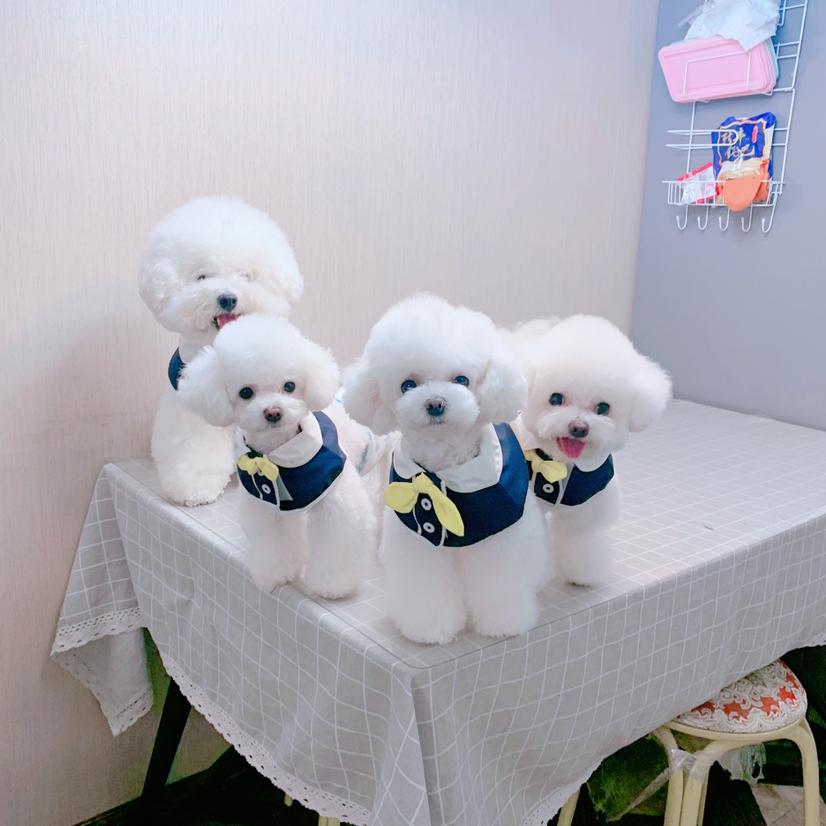 家有毛孩子