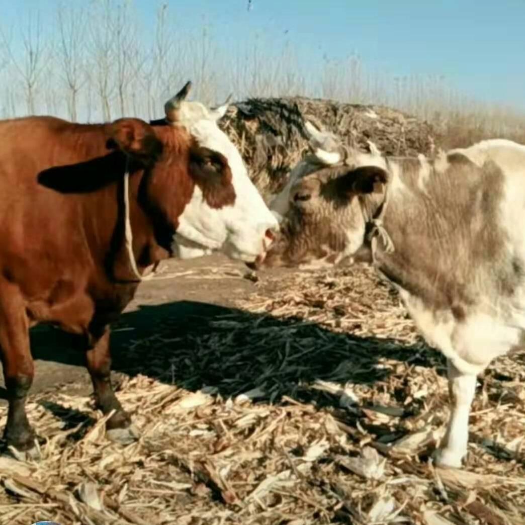 养牛人，🐮