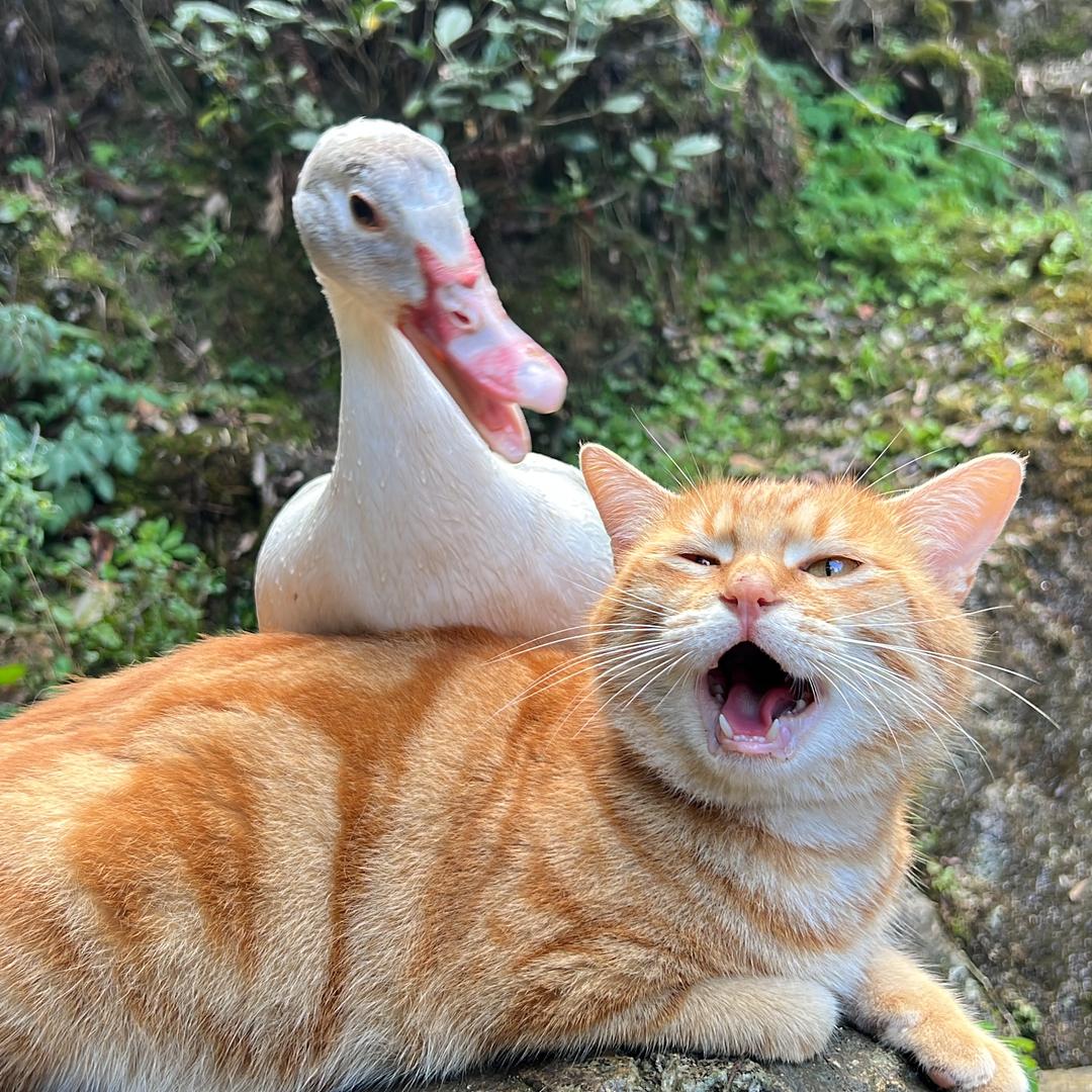 茶园上的生活