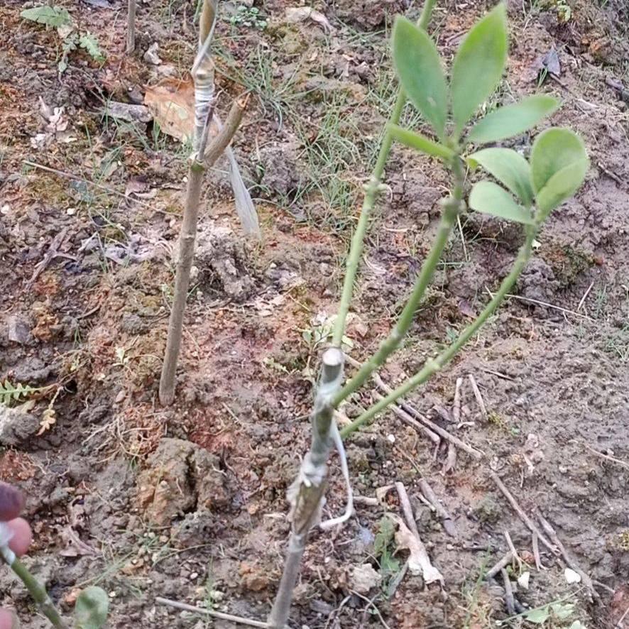 王牌嫁接技术👉教程