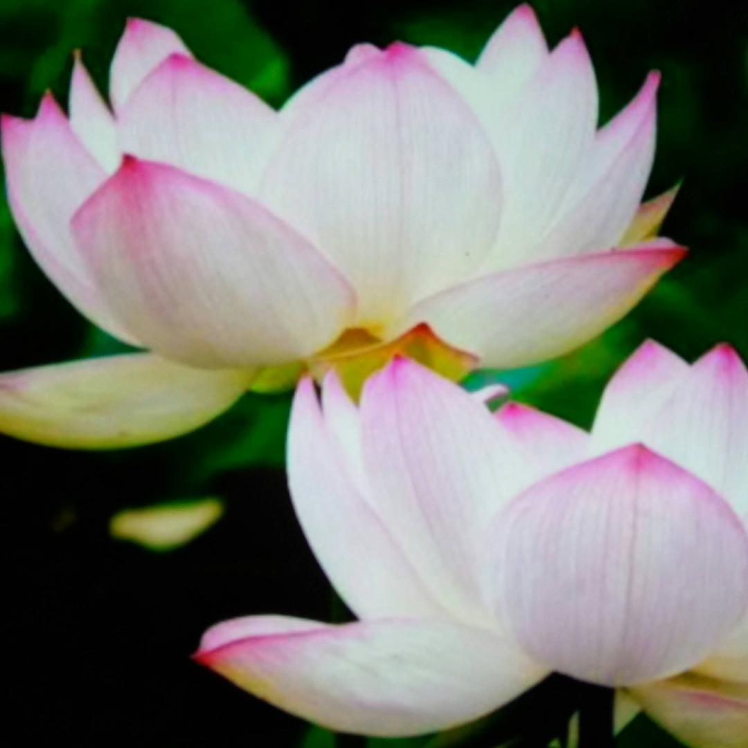 花开结佛