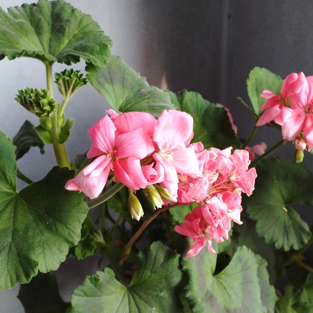 快乐🌺，老太太🌺