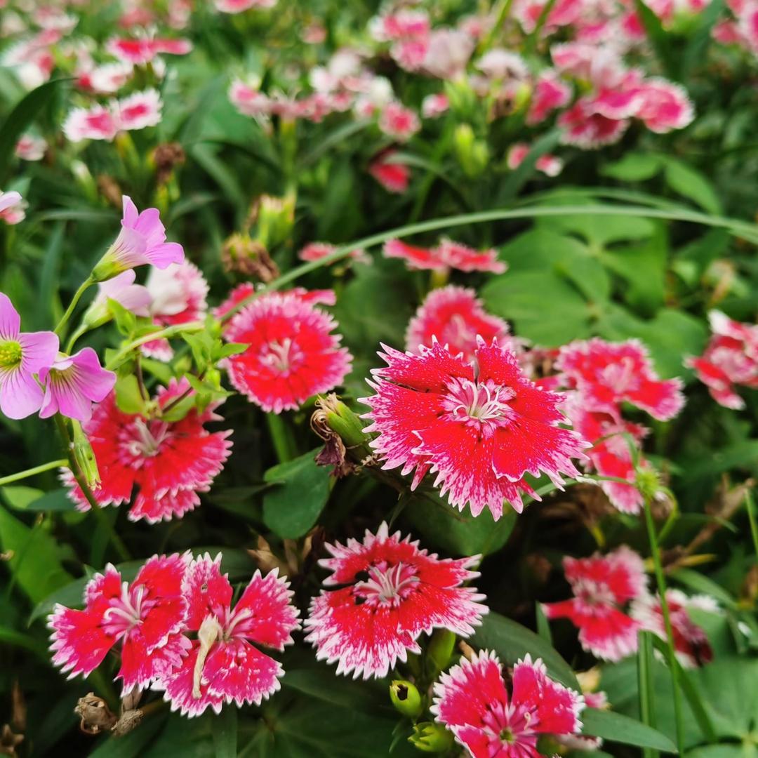 春风十里不如你