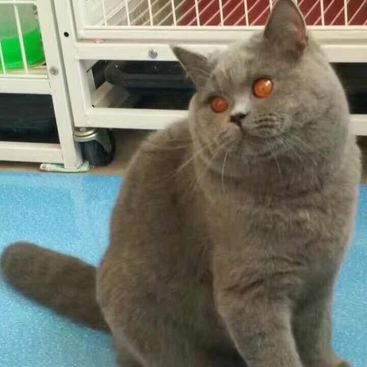 抚顺王大雪猫舍