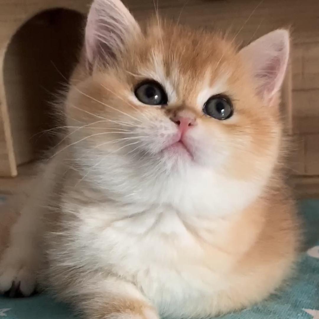 小猪(^ω^)金渐层xiaozu7008