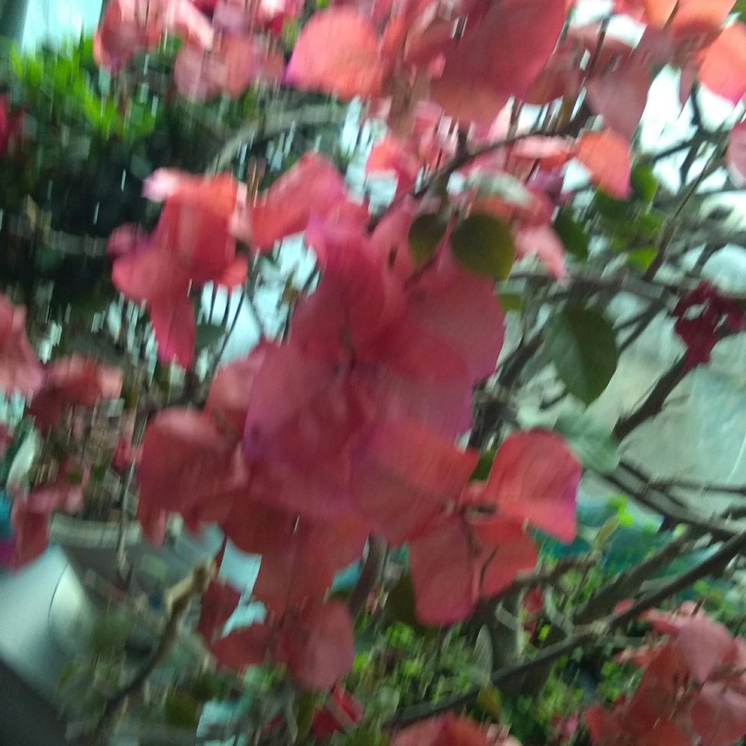 老太太