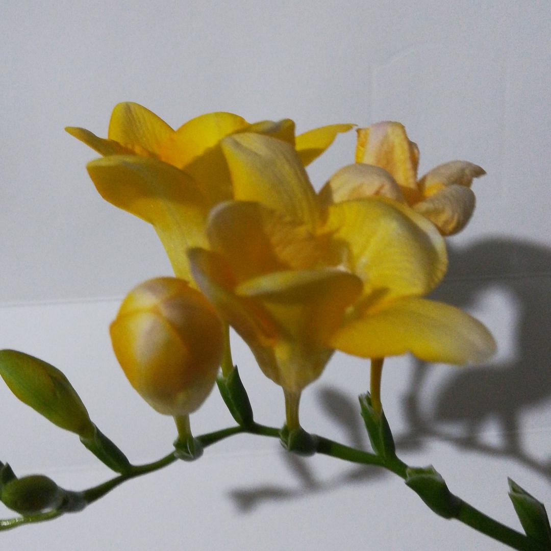 香雪兰～💐