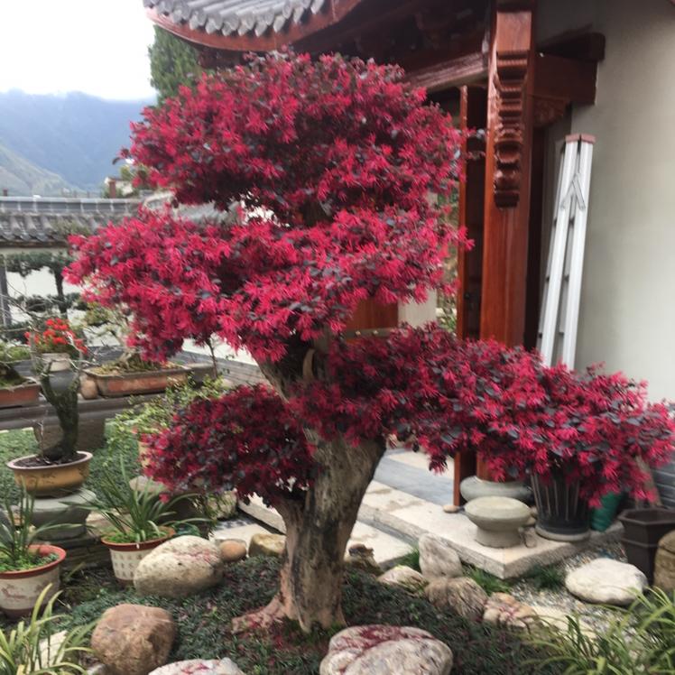🌺