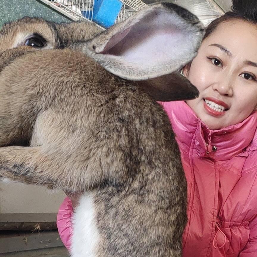 八万只种兔养殖玉姐