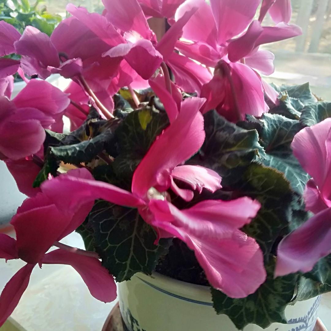 杜鹃花🌹🌹🌹