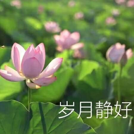 开心果✨