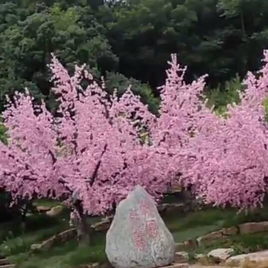 豆芽菜，瑞
