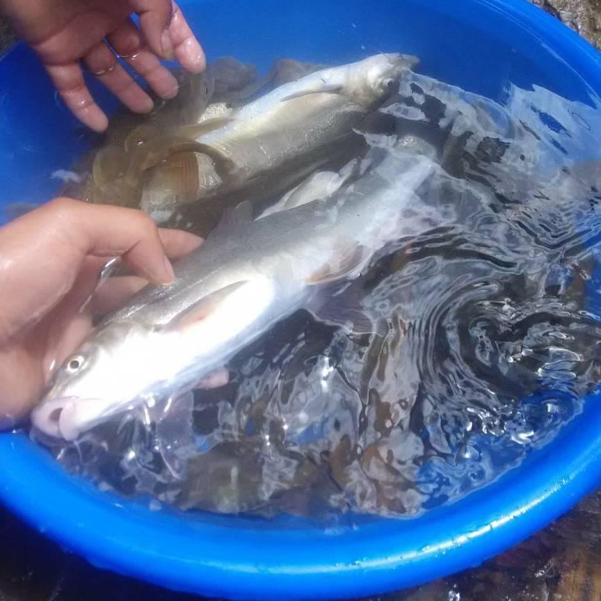 野钓澜沧江少侠