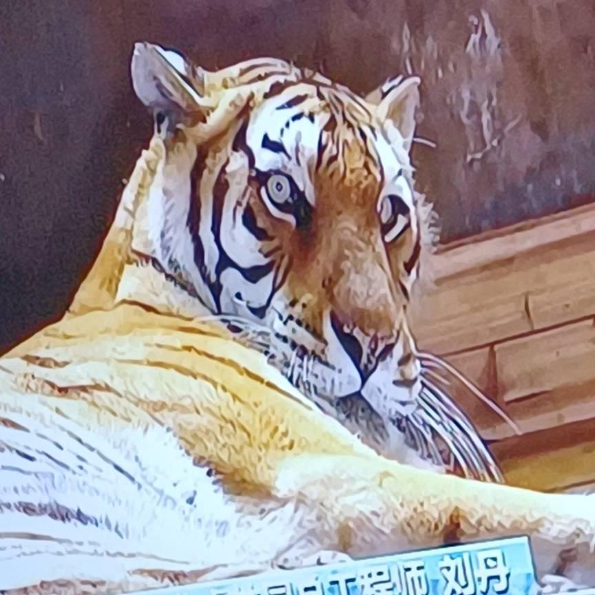 纸老虎🐯