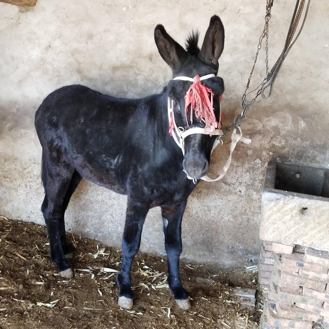 独一无二的伟（修驴蹄子）