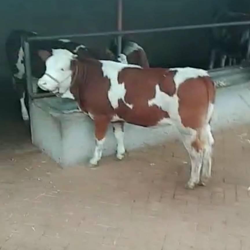 牛人亮哥~金达牛业