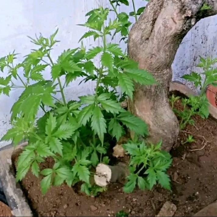 黄荆花卉