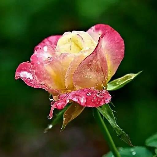 ✨天天美美哒🌹🌻