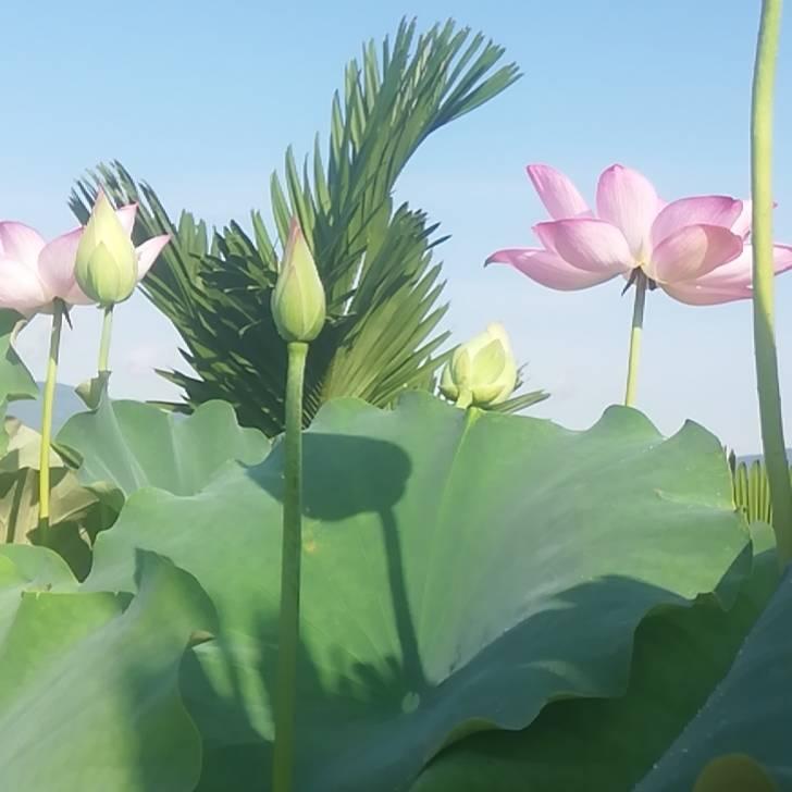 打不死的小强
