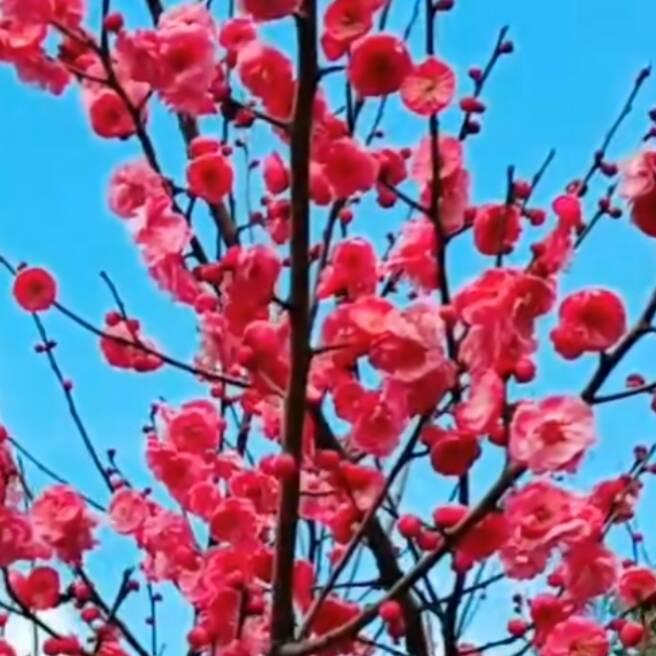 🌺幸福梅花🌺